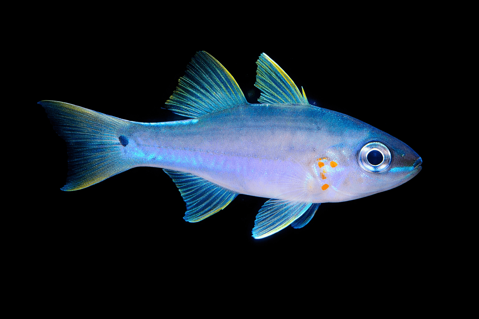 Spotted-gill Cardinalfish