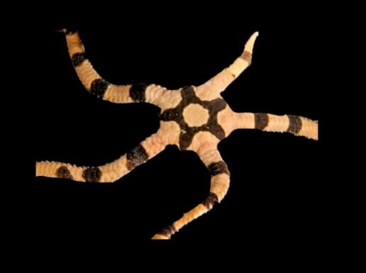 Banded Brittle Star