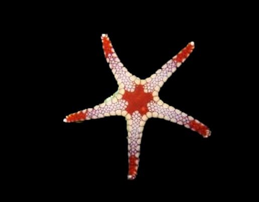 Marble Starfish