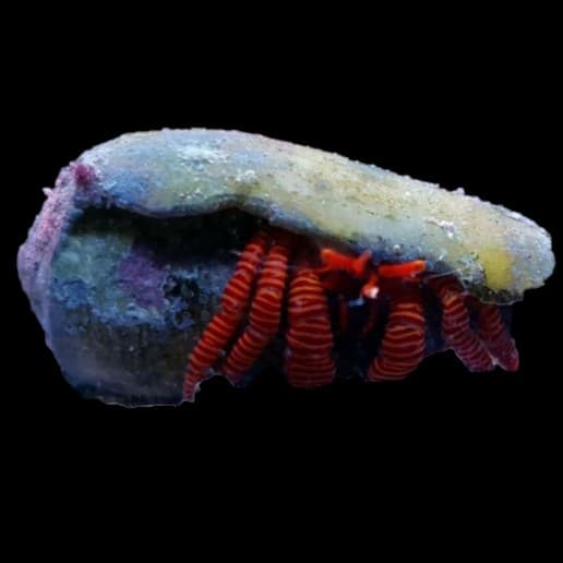 Halloween Hermit Crab