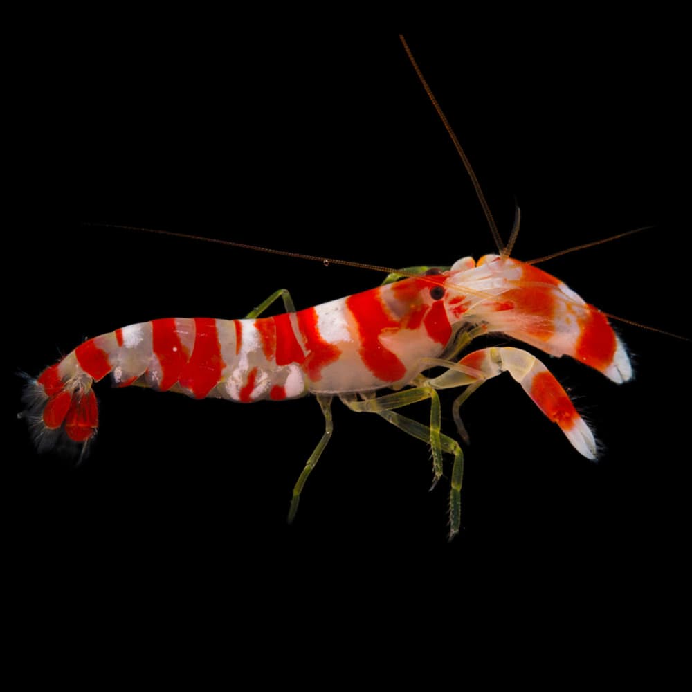 Candy Cane Pistol Shrimp