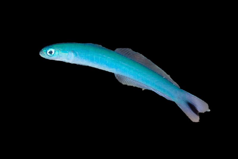 Blue Gudgeon Dartfish