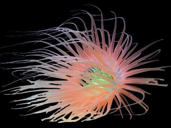 Ultra Orange & Green Tube Anemone