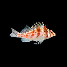 Falco Hawkfish