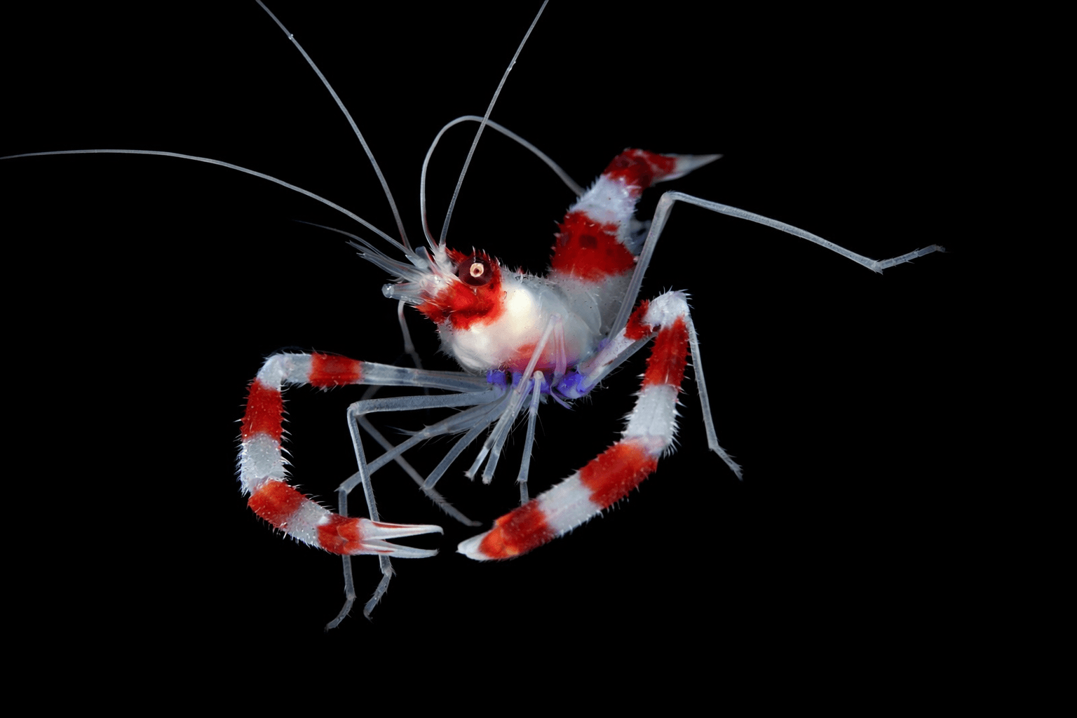 Coral Banded Shrimp