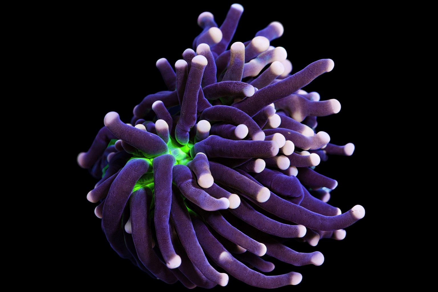 Malaysian Joker Torch Coral (Per Head)