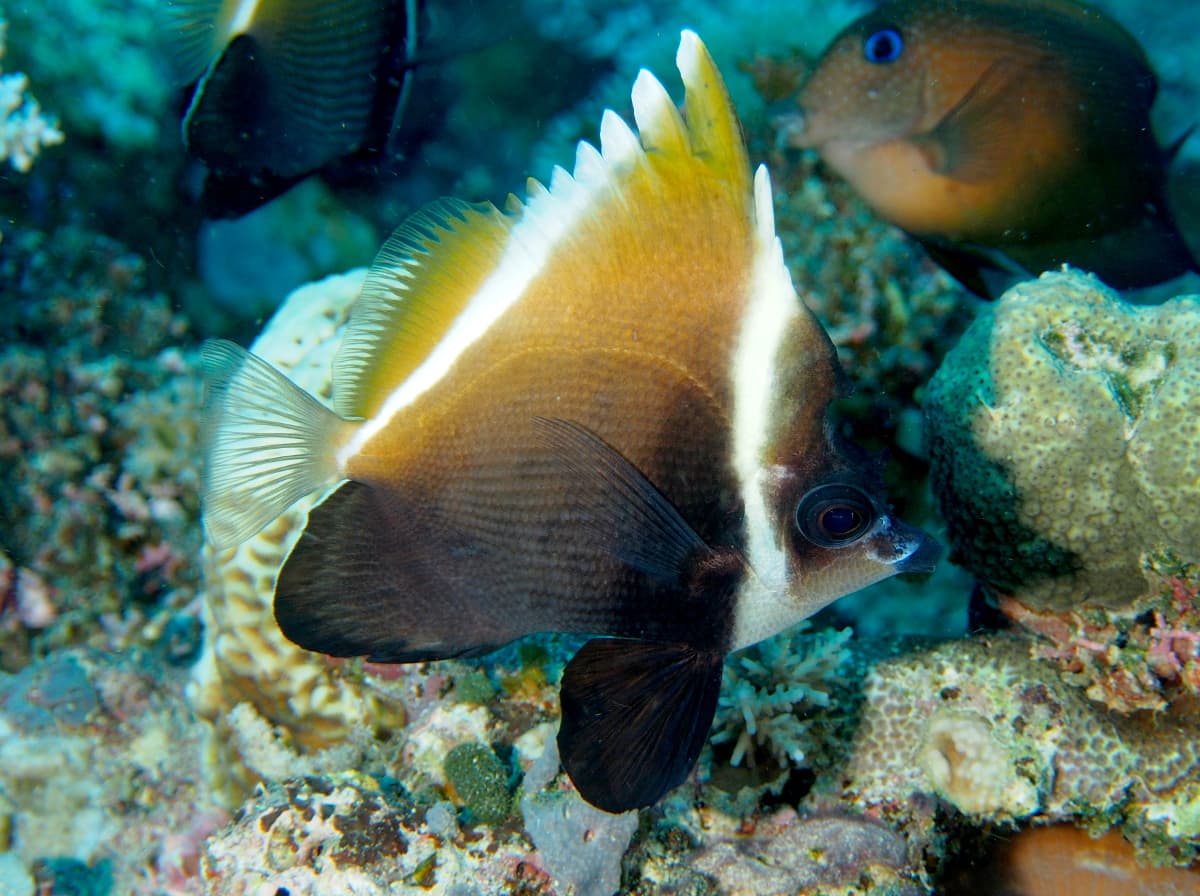 HUMPHEADED BANNERFISH