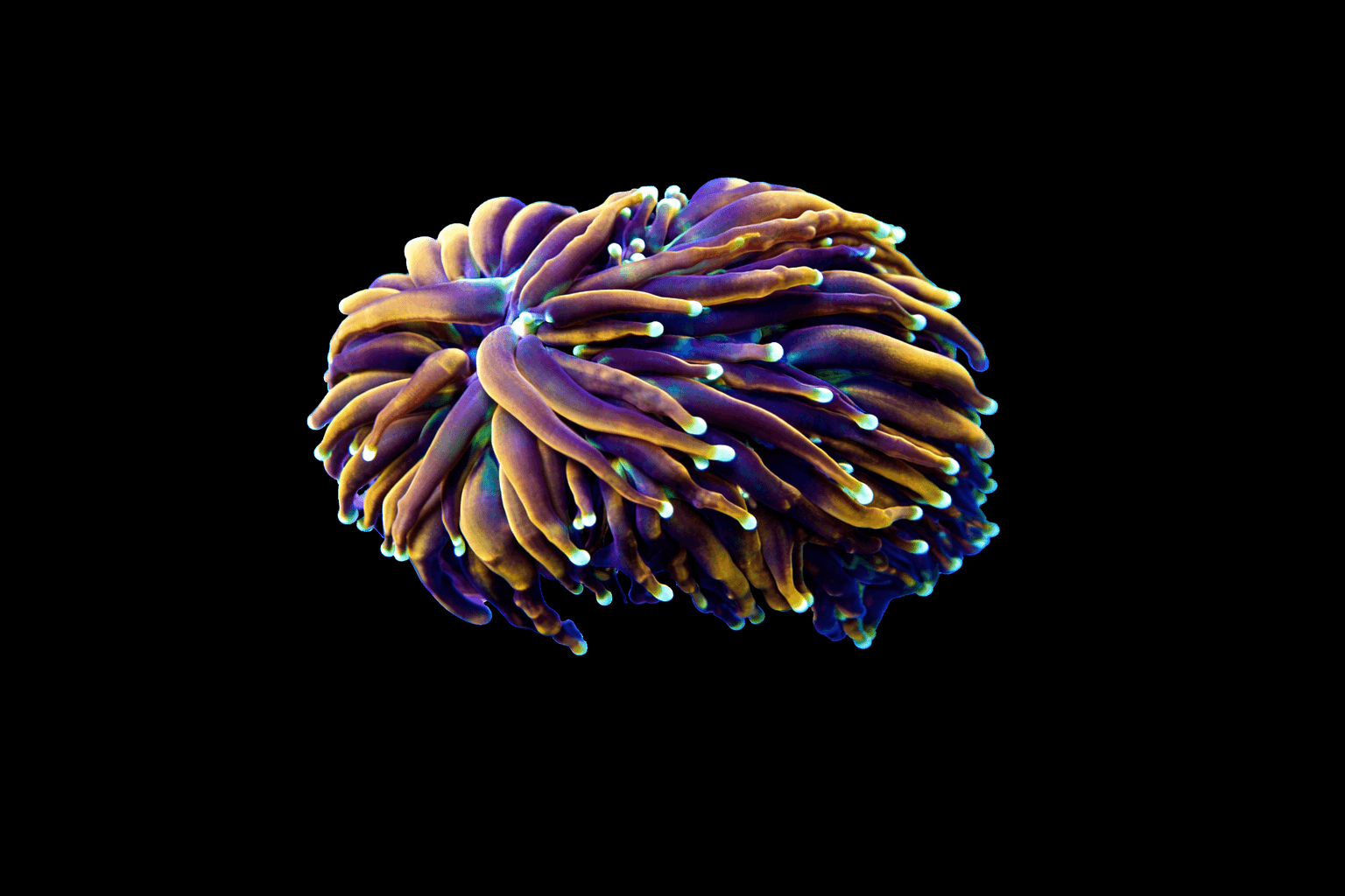 Dragon Soul Torch Coral