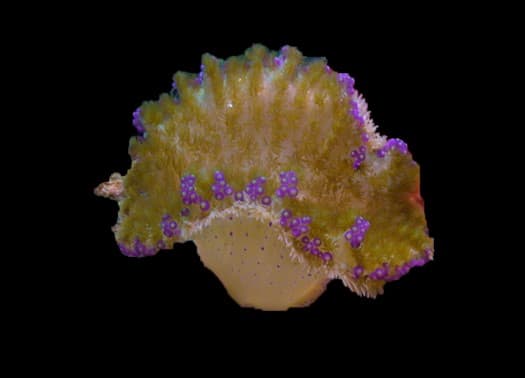 Hemprich’s Anemone ( Rare )