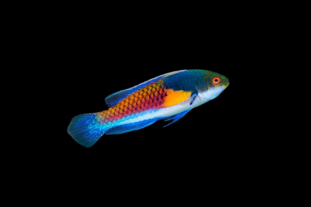 Blue Sided Fairy Wrasse