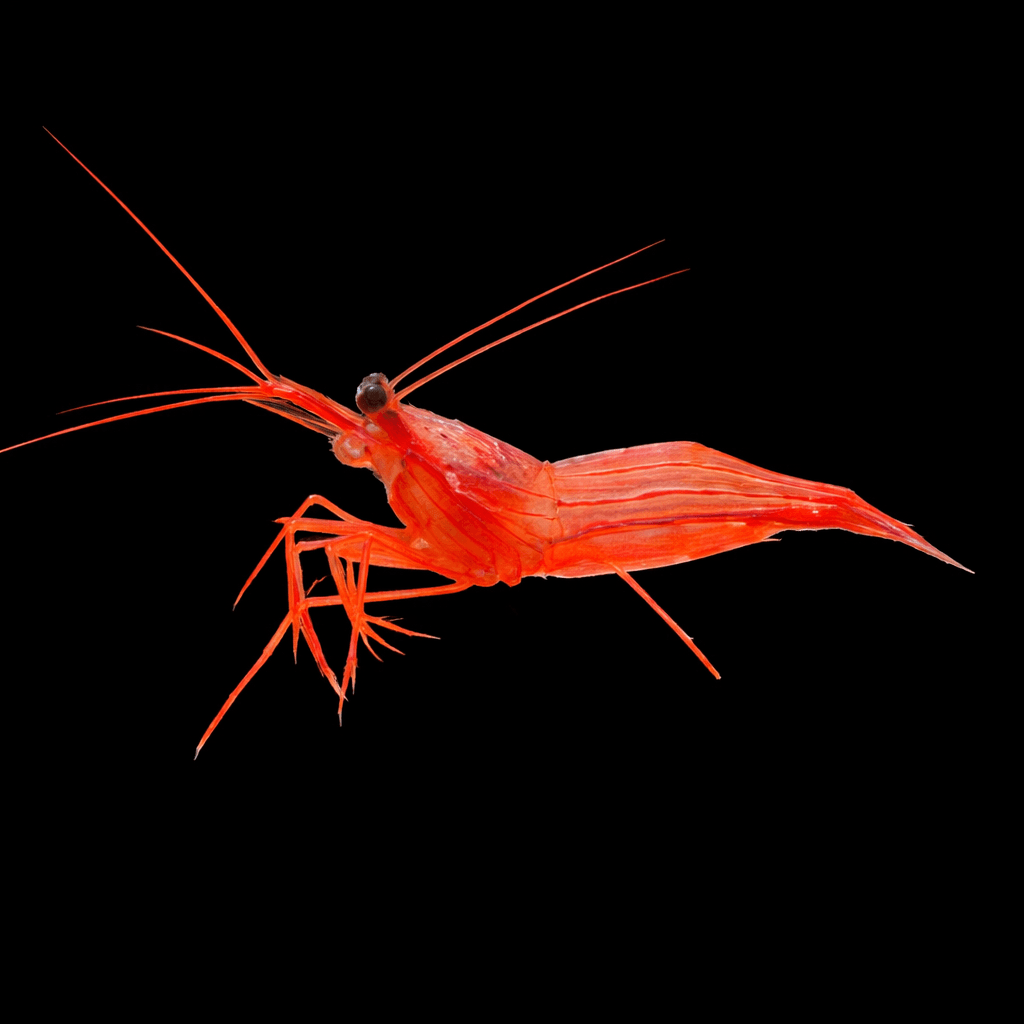 Kuekenthali'S Cleaner Shrimp