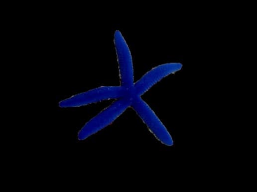 Blue Linckia Sea Star