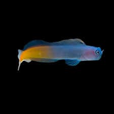 Bicolor Blenny