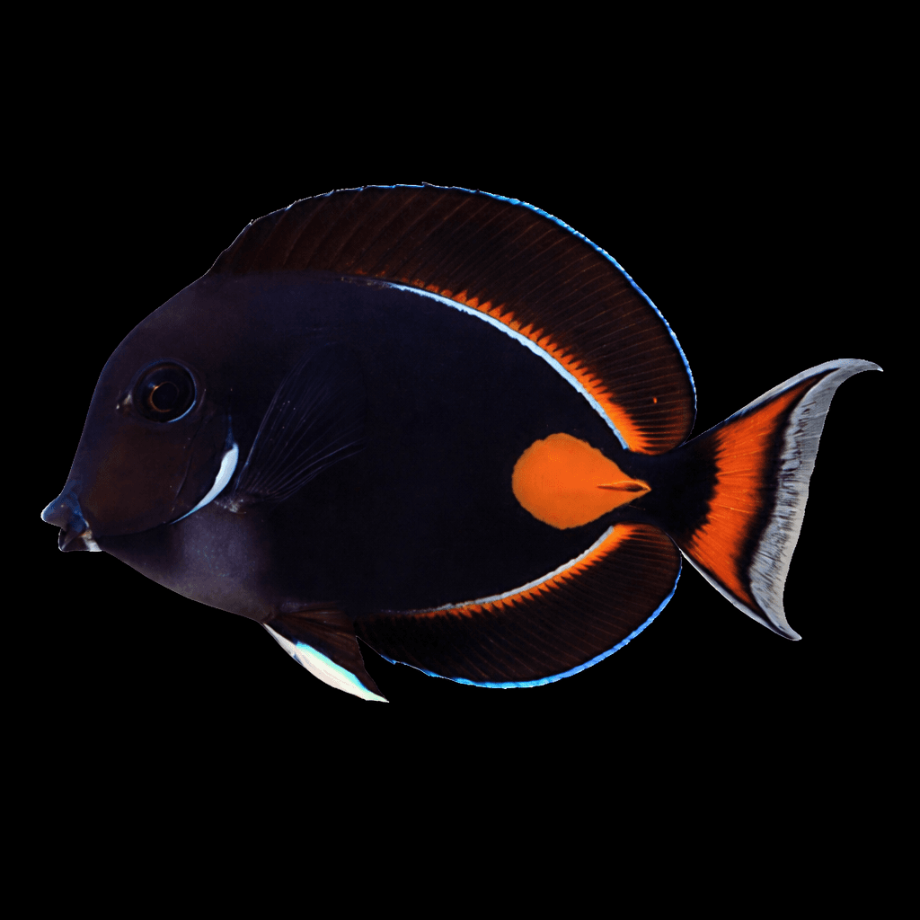 Achilles Tang