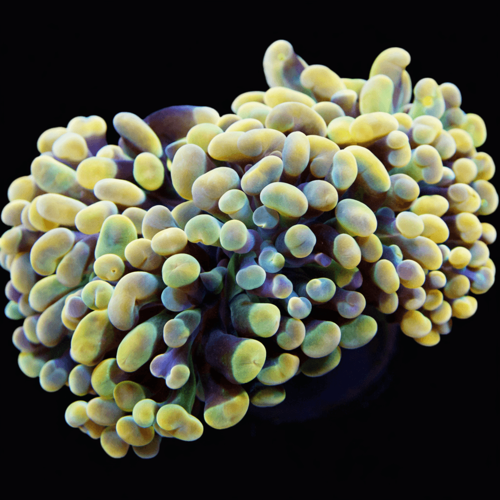 Rainbow Hammer Coral (Per Head)