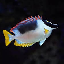 Magnificent Rabbitfish