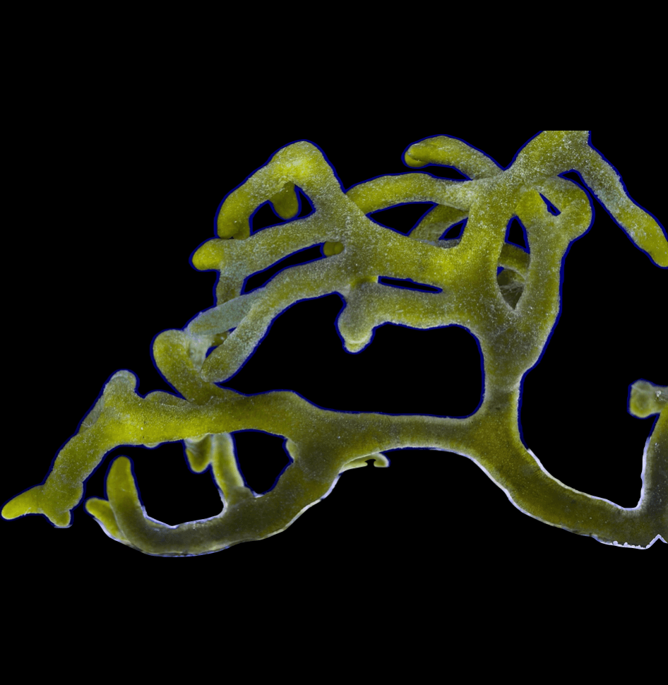Codium Macro Algae (Clipping)