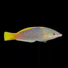 Checkerboard Wrasse
