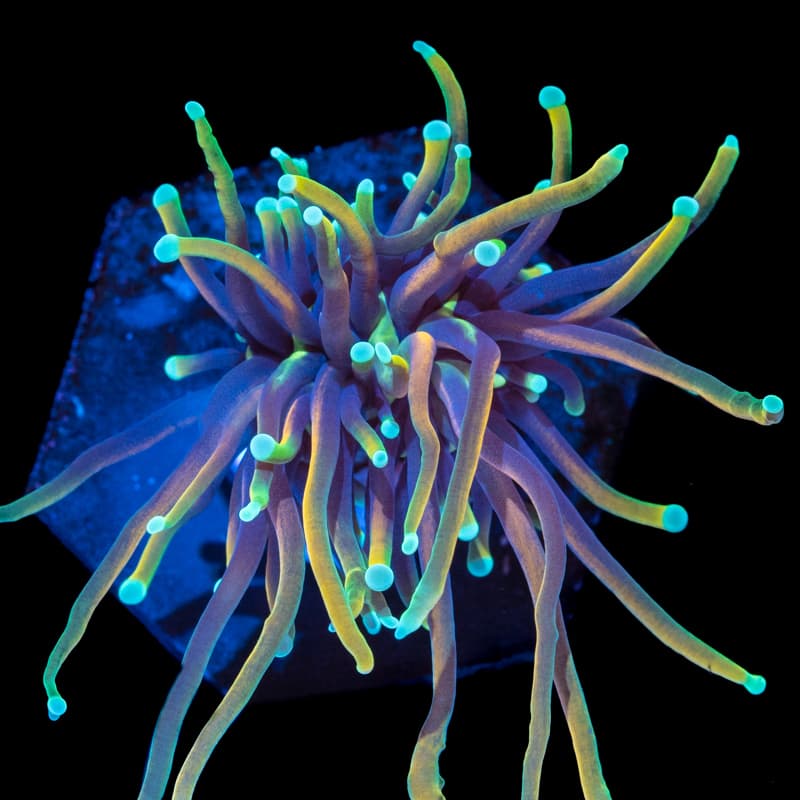 Hellfire Torch Coral (2 heads)