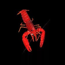 Red Reef Lobster