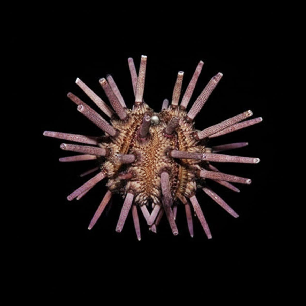 Pencil Urchin