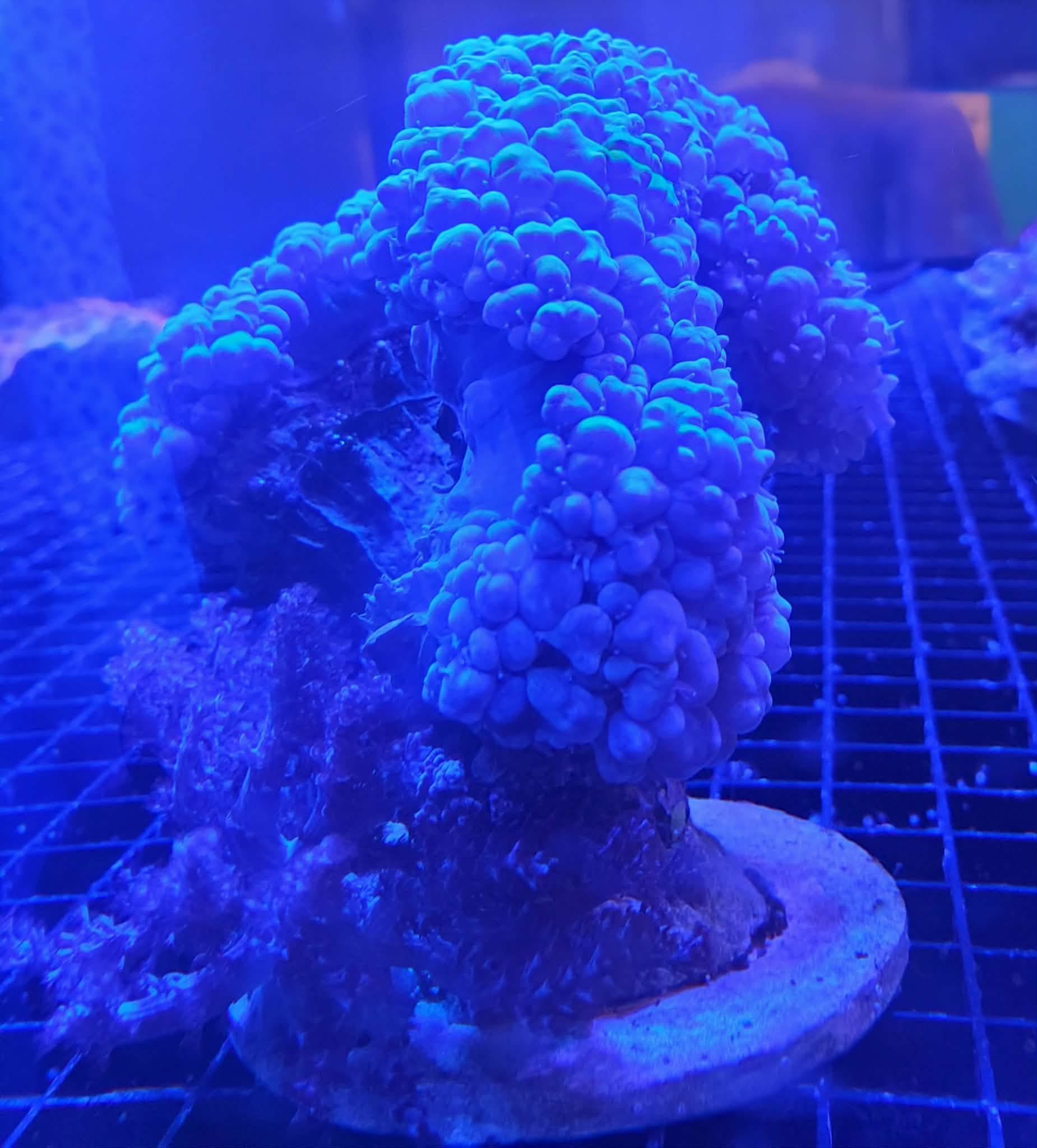 Bubble Coral