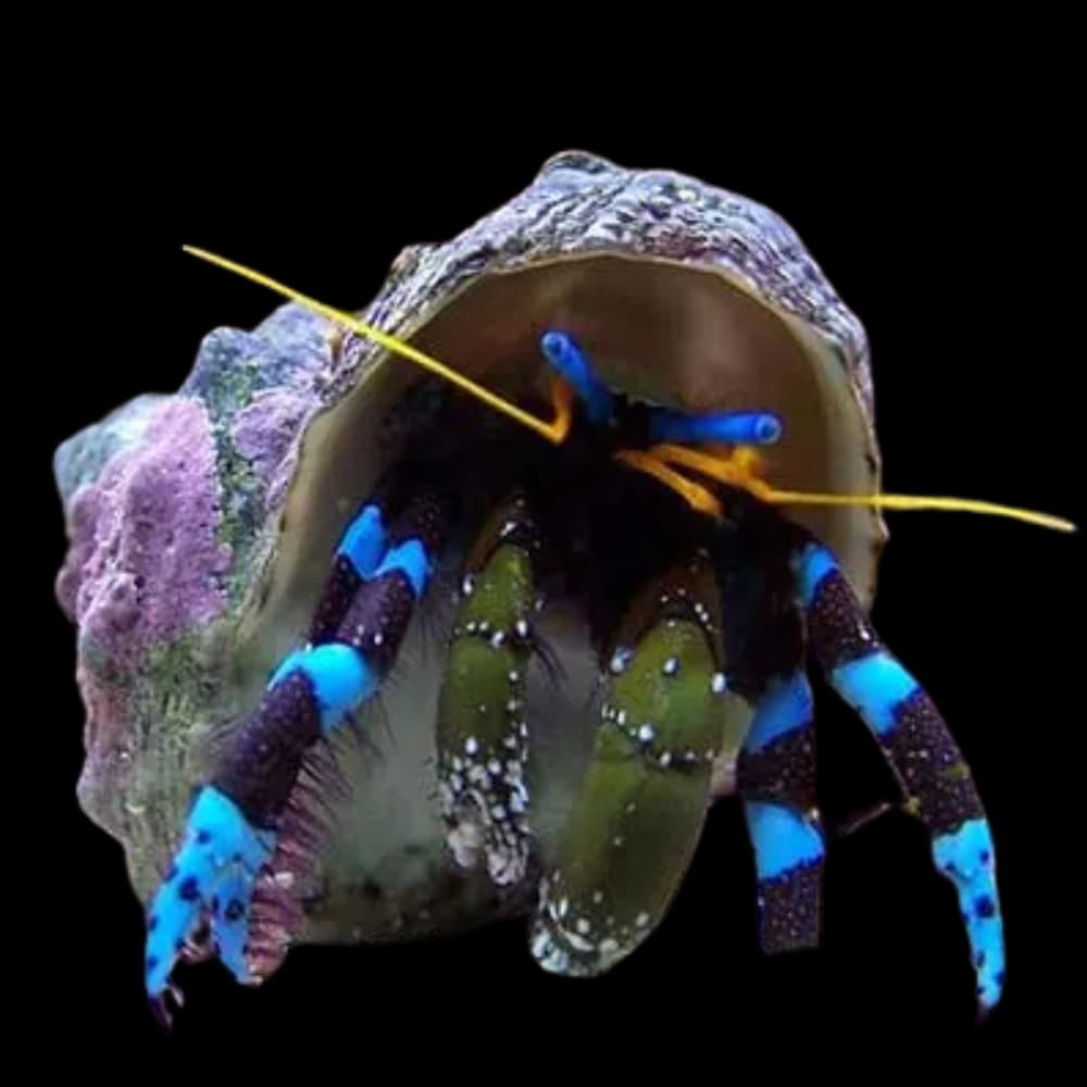 Electric Blue Knuckle Hermit Crab