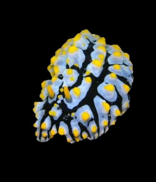 Warty Sea Slug