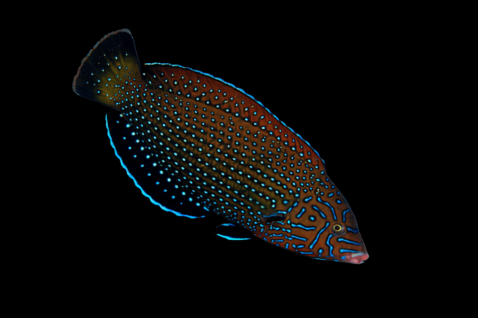 Blue Spotted Wrasse