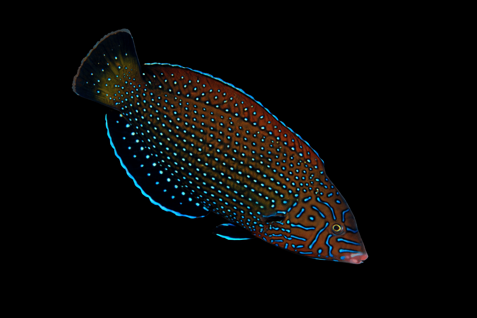 Blue Spotted Wrasse