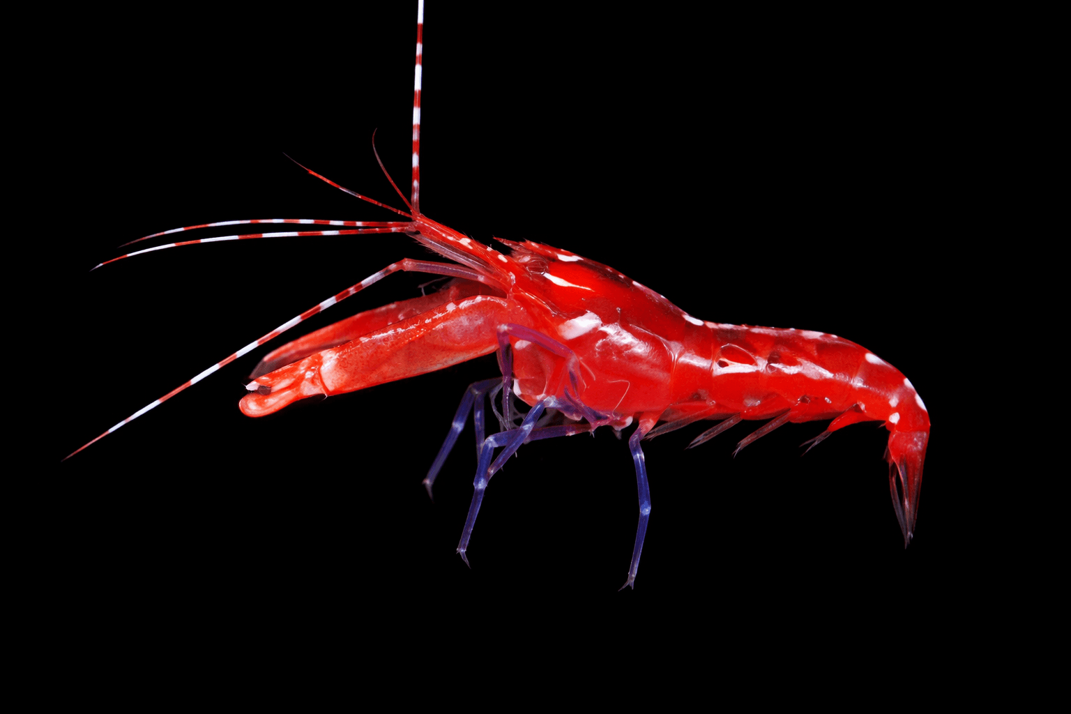 Japanese Red Pistol Shrimp