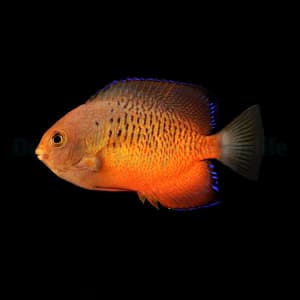 Rusty Angelfish