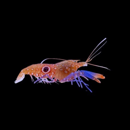Purple Bulls Eye Pistol Shrimp