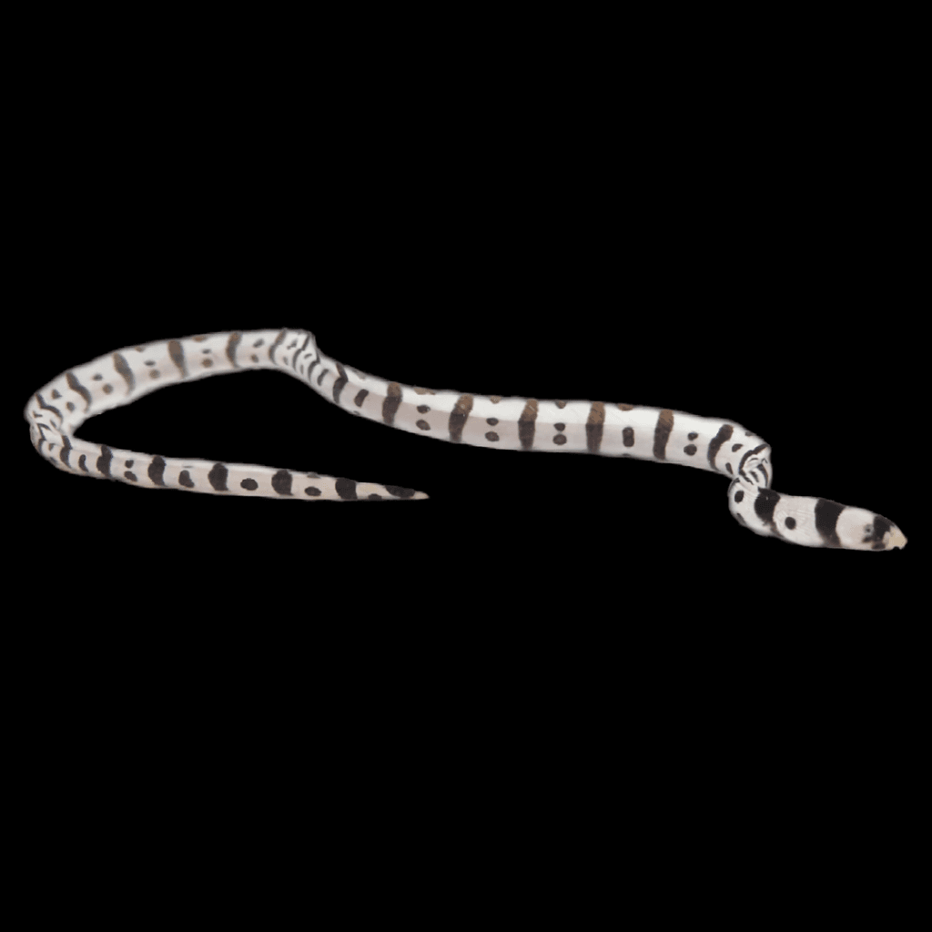Harlequin Snake Eel