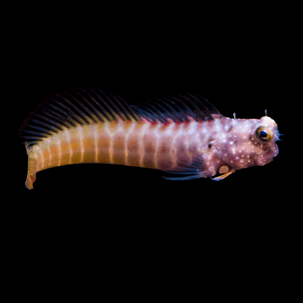 Segmented Blenny
