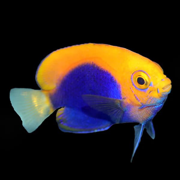 Flame Back Angelfish