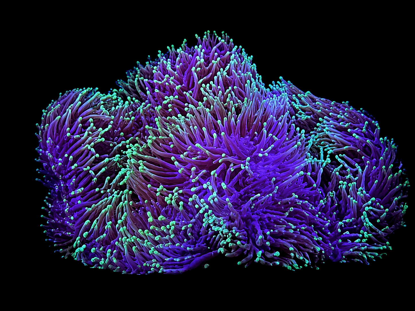 Ultra Ritteri Anemone