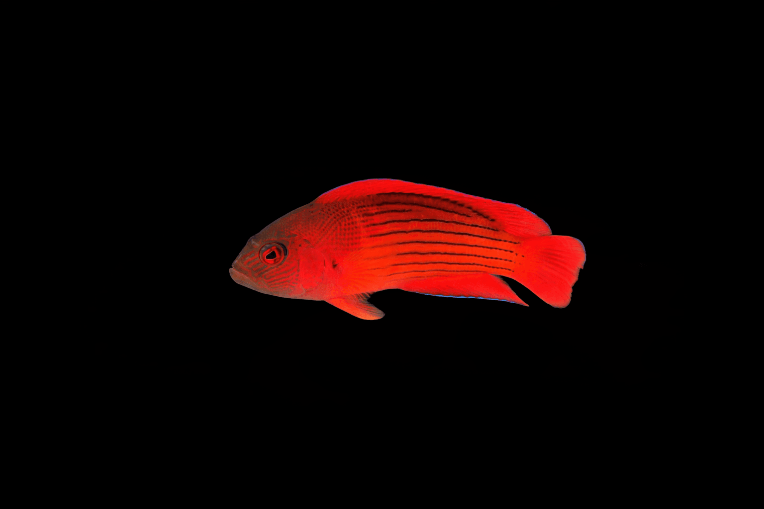 Drampiera Dottyback
