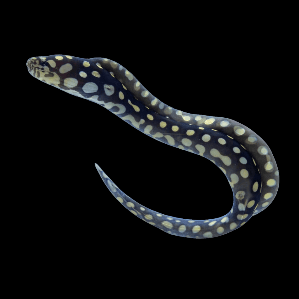 Skeletor Eel