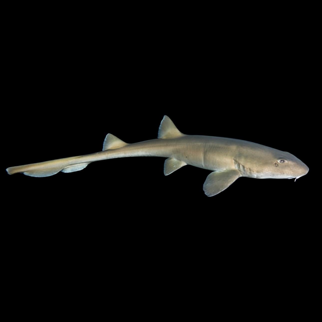 Grey Carpet Shark (30”)