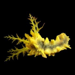 Yellow Cucumber ( Filter Feeder)