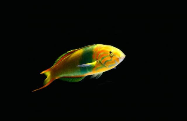 Banana Wrasse