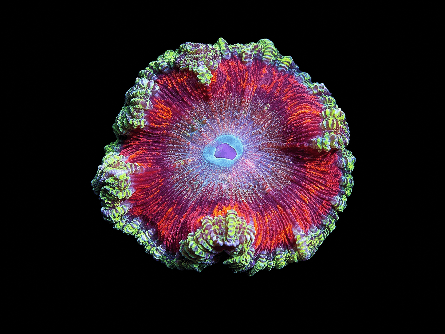 Ultra Rock Flower Anemone # 1