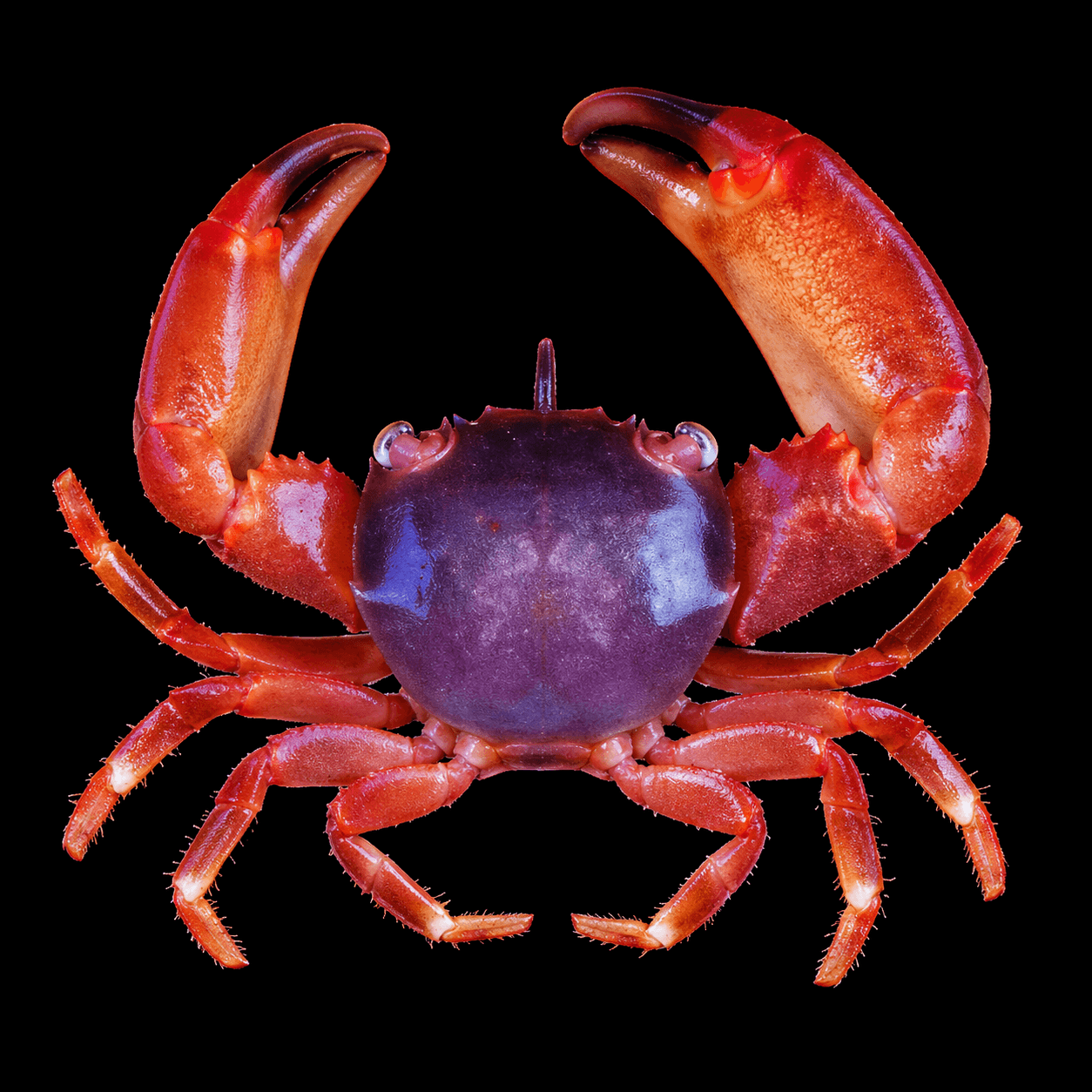 Red Acro Crab