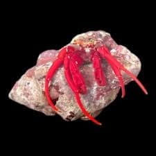 Assorted Large Hermit Crab