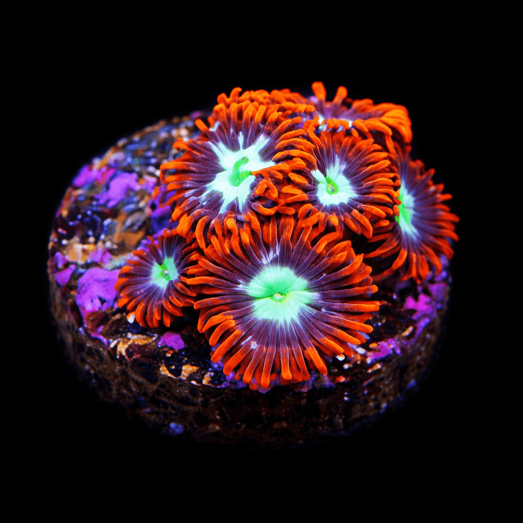 Alpha & Omega Zoa Frag