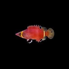 Yellow Banded Possum Wrasse
