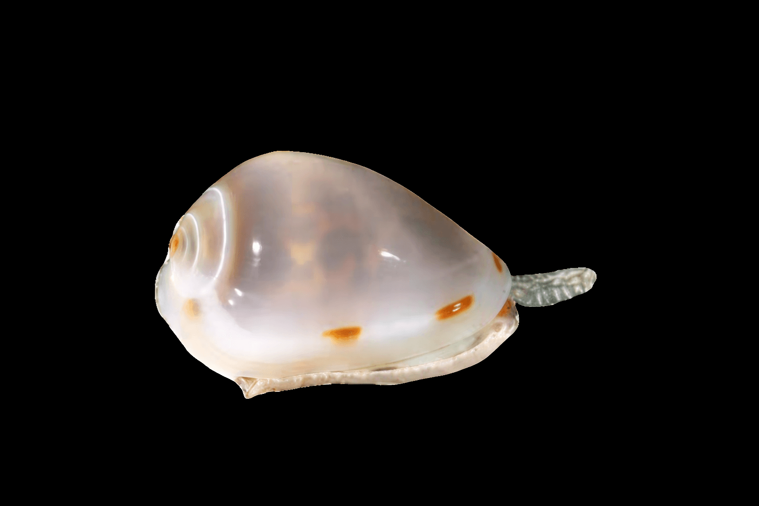 Mariginella Snail