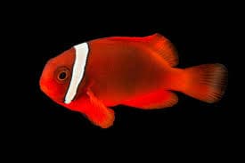 Tomato Clownfish (CB)