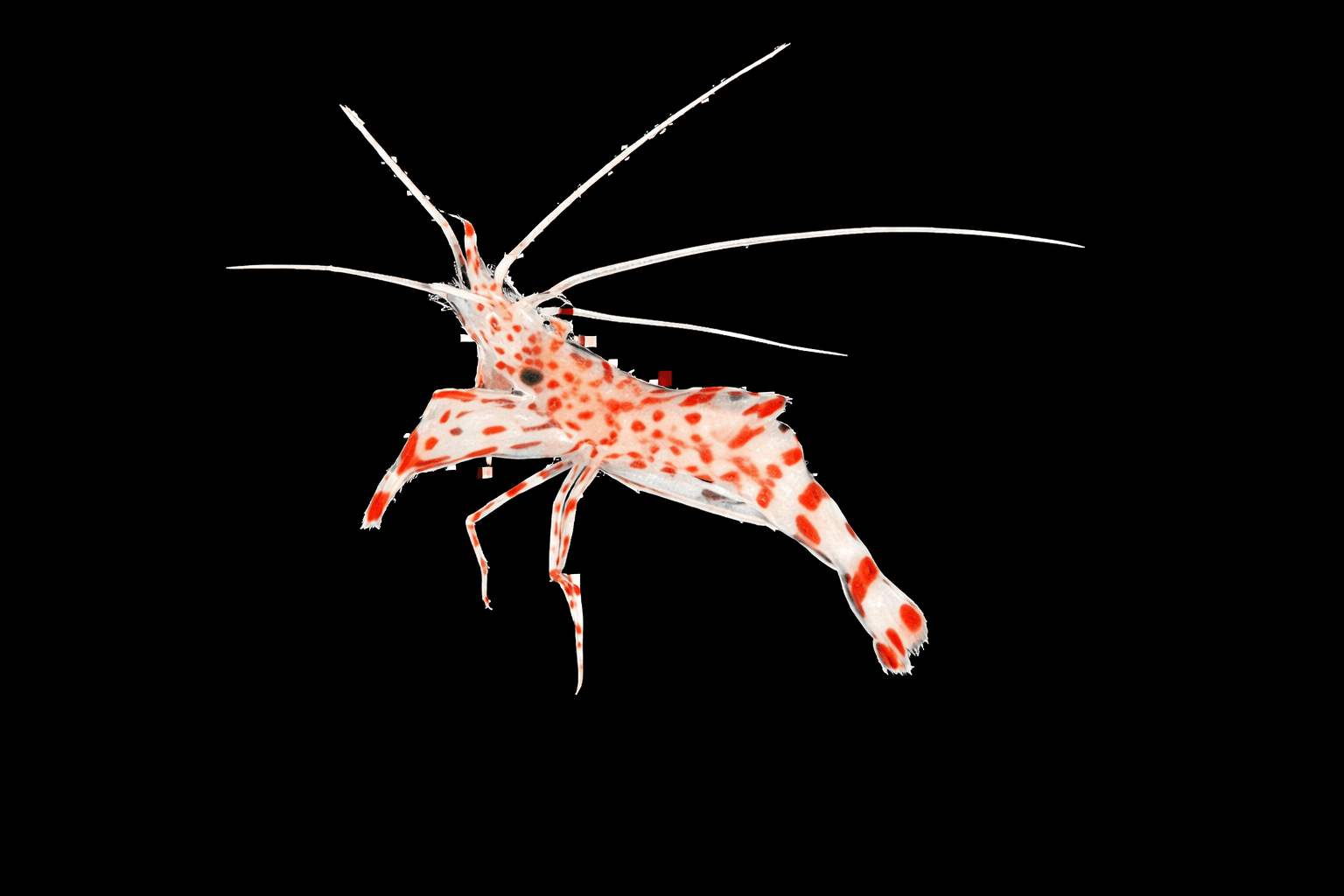 Anton Brunns Cleaner Shrimp